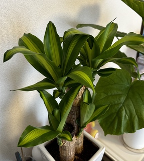 観葉植物 ドラセナ 幸福の木 10号 ノーマル 竹バスケット 付き