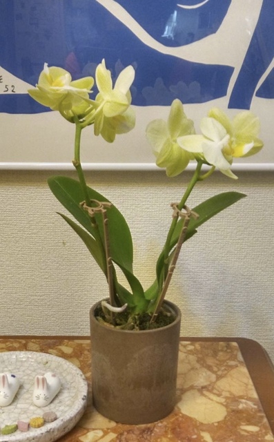 黄色のラン（オーキッド）鉢花 2本立ち、陶器鉢いり ラッピング付き mini-yellow-7_1.jpg?1631613935