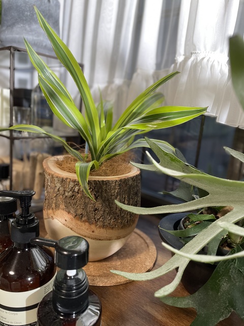 観葉植物 ドラセナ ワーネッキー レモンライム 4号 Mango Wood