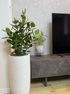 観葉植物 クルシア ロゼア プリンセス 6号 プラスチック鉢 | 観葉植物