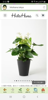 観葉植物 アンスリウム 5号 ホワイト プラスチック鉢 | 観葉植物なら