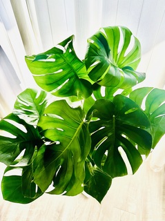 観葉植物 モンステラ 7号 ボサ造り 角高陶器 | 観葉植物なら
