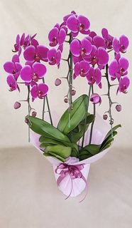 胡蝶蘭中大輪 ピンクハロー 3本立ち | 胡蝶蘭ならHitoHana(ひとはな)