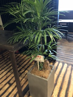 観葉植物 シュロチク（棕櫚竹） 8号 竹バスケット 付き | 観葉植物なら