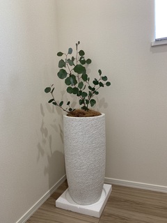 観葉植物 ユーカリ 6号 ポポラス（ポリアンセモス） プラスチック鉢