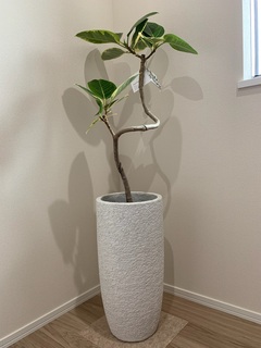 観葉植物 フィカス アルテシーマ 6号 曲り プラスチック鉢 | 観葉植物