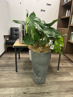 観葉植物 モンステラ 8号 ボサ造り ベータ キューブプランター ウッド