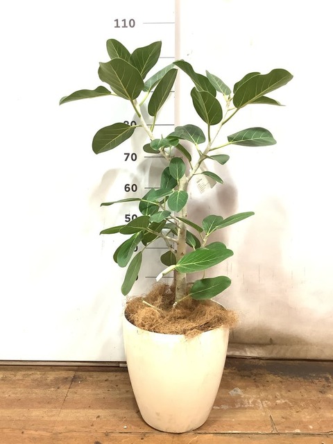 観葉植物 フィカス ベンガレンシス 8号 ストレート ラスターポット