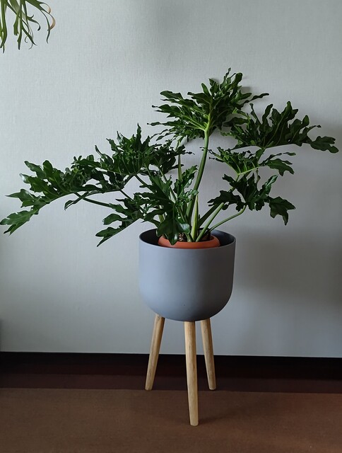観葉植物 フィロデンドロン 8号 セローム ヒトデカズラ ボサ造り プラスチック鉢 | 観葉植物ならHitoHana(ひとはな)