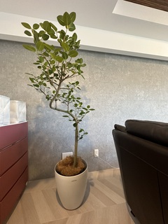 観葉植物 フランスゴムの木 10号 曲り プラスチック鉢 | 観葉