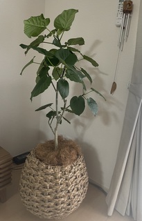 IMG_7842.jpeg?1720526206 IMG_7842.jpeg?1720526206