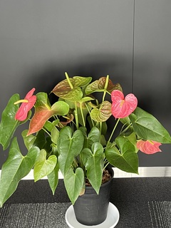 観葉植物 アンスリウム 7号 レッド プラスチック鉢 | 観葉植物