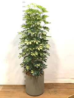 観葉植物 カポック（シェフレラ） 【170cm】 13号 #72076 ※1都3県配送