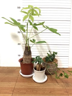 観葉植物 初心者にもおすすめお試し3点セット（パキラ 4号