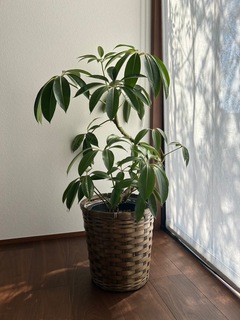 曲がりのツピタンサス約120センチ前後　8号　写真の商品 観葉植物 ツピダンサス 8号 曲がり ビアスソリッド ブラック
