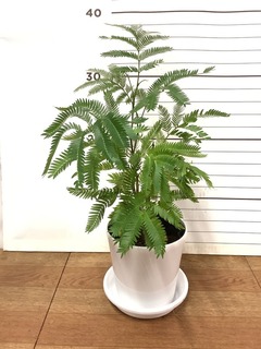 観葉植物 エバーフレッシュ 4号 ボサ造りラスターポット 付き | 観葉