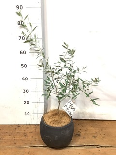 観葉植物 オリーブの木【28cm】5号 ひなかぜ 盆栽仕立て プラスチック