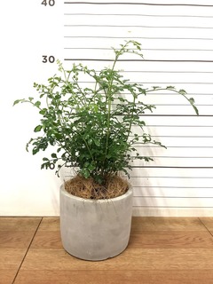 マンゴーウッド　大皿　パーティー　サラダ皿　鉢植　観葉植物 観葉植物 シマトネリコ 3号 Mango Wood(マンゴーウッド