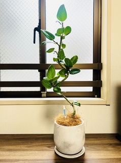 フィカス　ベンガレンシス4 観葉植物 フィカス ベンガレンシス 4号 曲り プラスチック鉢