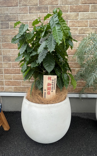 観葉植物 コーヒーの木 8号 プラスチック鉢 | 観葉植物ならHitoHana