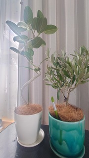 観葉植物 フィカス ベンガレンシス 4号 曲り ラスターポット付き 付き