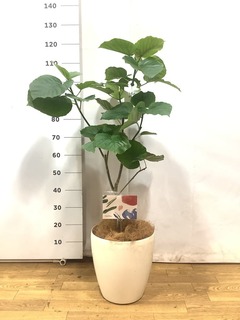 観葉植物 フィカス ウンベラータ 8号 ノーマル ラスターポット 付き