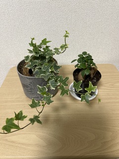 観葉植物 初心者にもおすすめお試し2点セット（ガジュマル 3号