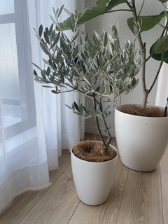 観葉植物 オリーブの木 5号 創樹 プラスチック鉢 | 観葉植物なら