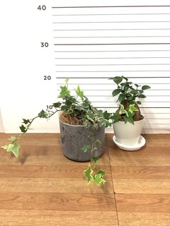 観葉植物 初心者にもおすすめお試し2点セット（ガジュマル 3号