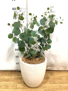 観葉植物 ユーカリ 6号 ポポラス（ポリアンセモス） プラスチック鉢