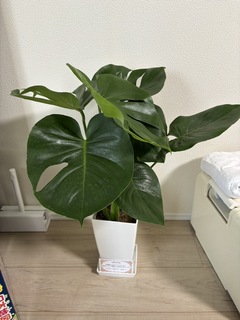 508my78◇大光 ボタニカル 銀通し 植物 モンステラ 六通 袋帯◇美品 楽天市場】(観葉)『モンステラ 6号鉢 フィレラウンドホワイト鉢