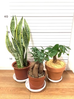 ガジュマルさま専用ページ ガジュマル