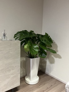 観葉植物 モンステラ 8号 ボサ造り 角高陶器 | 観葉植物ならHitoHana