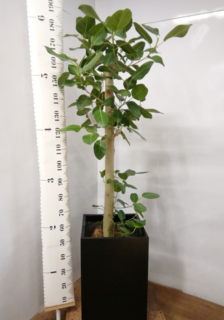 キャプチャ.PNG?1573178911