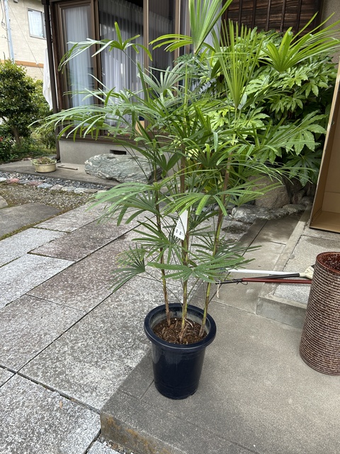 観葉植物 ウンナンシュロチク 8号 プラスチック鉢 | 観葉植物なら