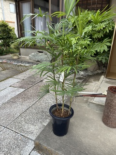 IMG_9926.jpeg?1747143510