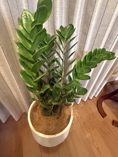 観葉植物 ザミオクルカス 6号 プラスチック鉢 | 観葉植物ならHitoHana