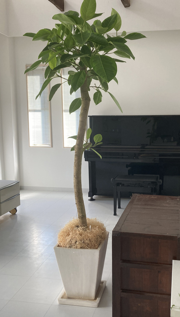 観葉植物 フィカス アルテシーマ 10号 ストレート プラスチック鉢