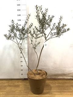 観葉植物 オリーブ 8号 マンザニロ プラスチック鉢 | 観葉植物なら