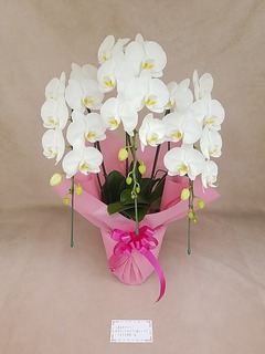 もも大好き商品‼︎ 胡蝶蘭淡ピンク5本立ち・ドリームキャンディ もも大好き商品‼︎ 胡蝶蘭淡ピンク5本立ち・ドリームキャンディ もも