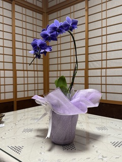 ミディ胡蝶蘭 Blue Gene（ブルージーン）5本立ち | 胡蝶蘭ならHitoHana