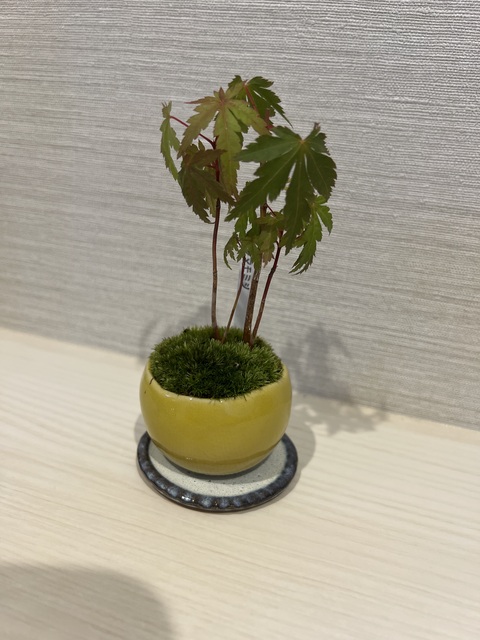 盆栽 紅葉 | 通販専門店 HitoHana（ひとはな）