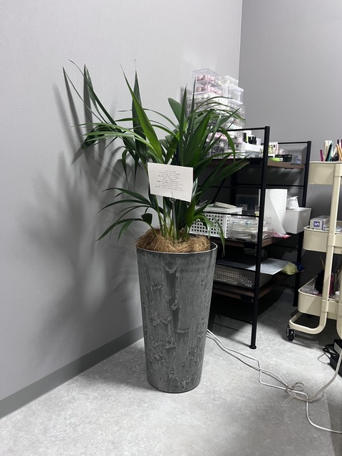 ケンチャヤシ 8号 | 観葉植物の通販ならHitoHana（ひとはな）