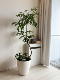 観葉植物 エバーフレッシュ 8号 曲り ラッシュバスケット Natural 付き