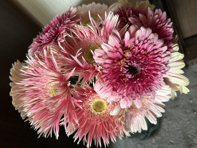 産地直送 ガーベラ ピンク 15本束／静岡 松下園芸からお届け | 花束