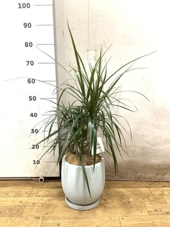 観葉植物 ドラセナ コンシンネ【180cm】 9号 トリカラー 曲り（龍