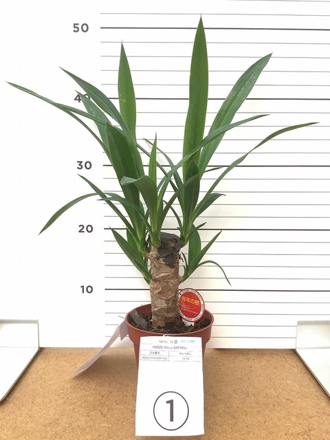 観葉植物 ユッカ 4号 ノーマル エッシ 16 R ブラウン 付き