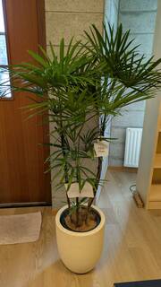 観葉植物 シュロチク（棕櫚竹） 8号 プラスチック鉢 | 観葉植物なら