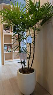 観葉植物 シュロチク（棕櫚竹） 8号 プラスチック鉢 | 観葉植物なら
