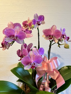 ミディ胡蝶蘭 ハワイアンマーメイド 2本立ち サンクスポット | 胡蝶蘭